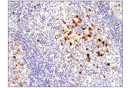  Image 35: Human T Cell Co-inhibitory and Co-stimulatory Receptor IHC Antibody Sampler Kit