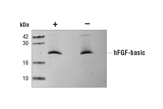  Image 2: Human FGF-basic/FGF2 (154 aa) Recombinant Protein