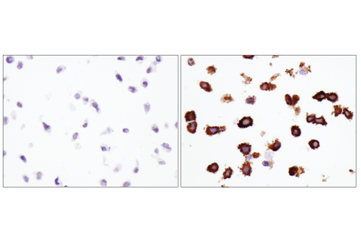 Immunohistochemistry Image 6: MX1 (D3W7I) Rabbit mAb (BSA and Azide Free)
