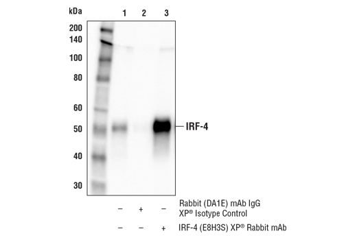 Immunoprecipitation Image 1: IRF-4 (E8H3S) XP® Rabbit mAb