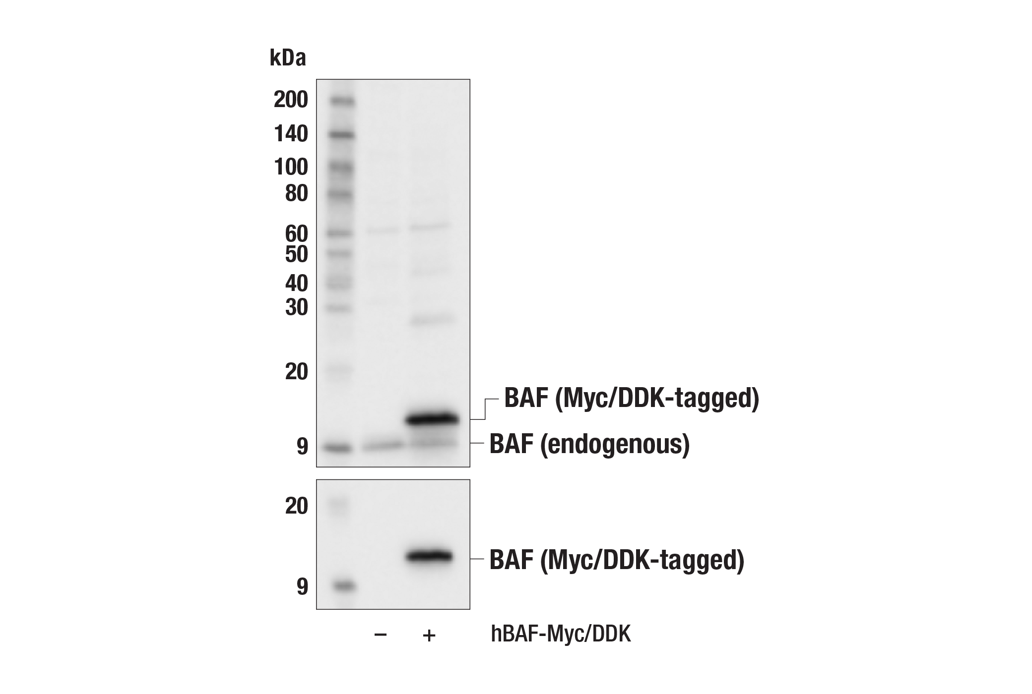 Western Blotting Image 2: BAF Antibody
