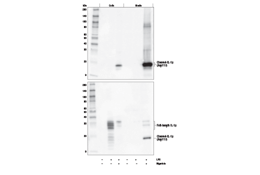  Image 6: Mouse Reactive Pyroptosis Antibody Sampler Kit