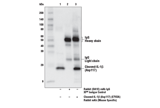  Image 18: Mouse Reactive Cell Death and Autophagy Antibody Sampler Kit