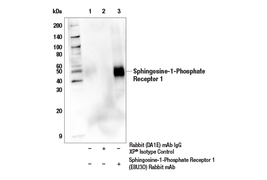 Immunoprecipitation Image 1: Sphingosine-1-Phosphate Receptor 1 (E8U3O) Rabbit mAb