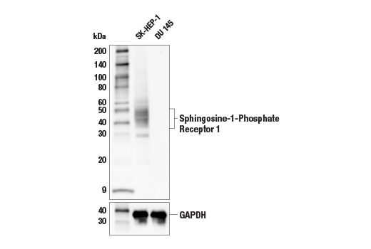 Western Blotting Image 1: Sphingosine-1-Phosphate Receptor 1 (E8U3O) Rabbit mAb