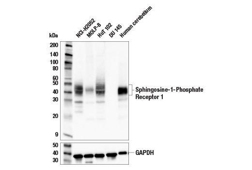 Western Blotting Image 2: Sphingosine-1-Phosphate Receptor 1 (E8U3O) Rabbit mAb
