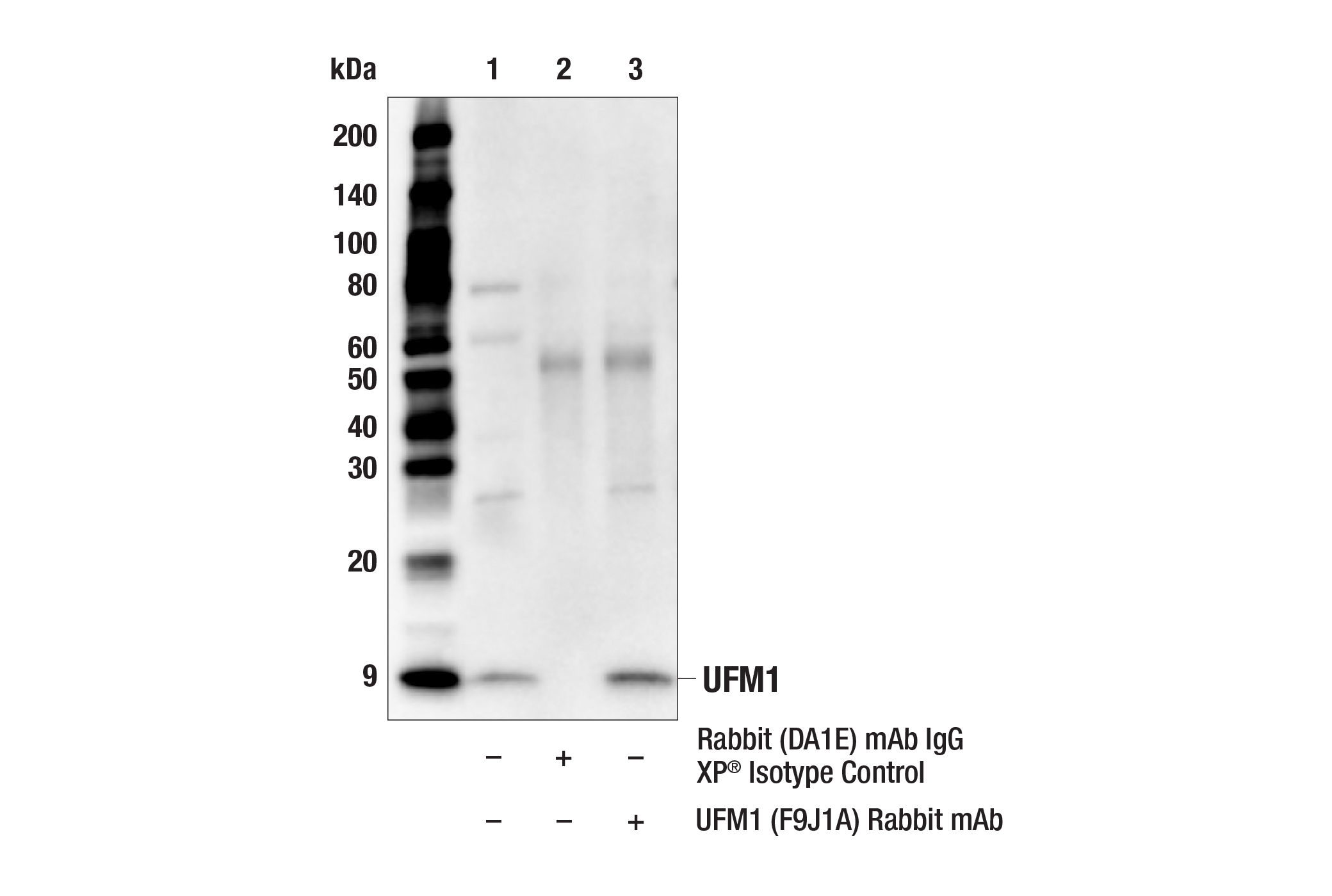 Immunoprecipitation Image 1: UFM1 (F9J1A) Rabbit mAb