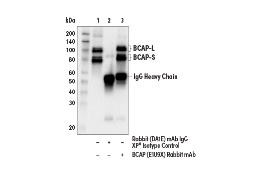 Immunoprecipitation Image 1: BCAP (E1U9X) Rabbit mAb