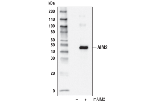 Western Blotting Image 1: AIM2 Antibody (Mouse Specific)
