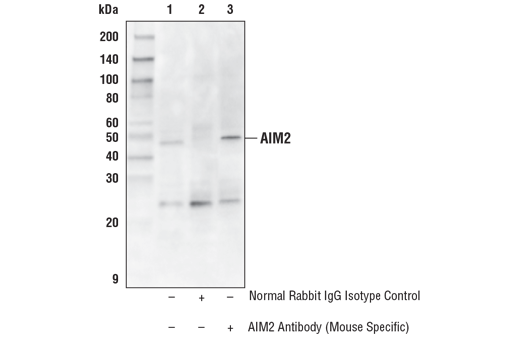 Immunoprecipitation Image 1: AIM2 Antibody (Mouse Specific)
