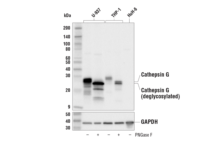  Image 4: NETosis Antibody Sampler Kit