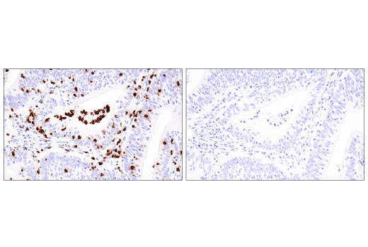  Image 17: NETosis Antibody Sampler Kit
