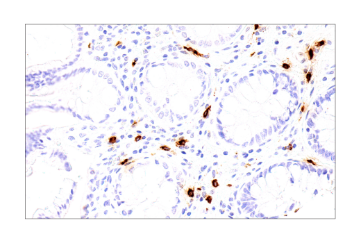  Image 28: NETosis Antibody Sampler Kit