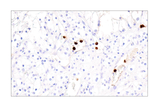  Image 31: NETosis Antibody Sampler Kit