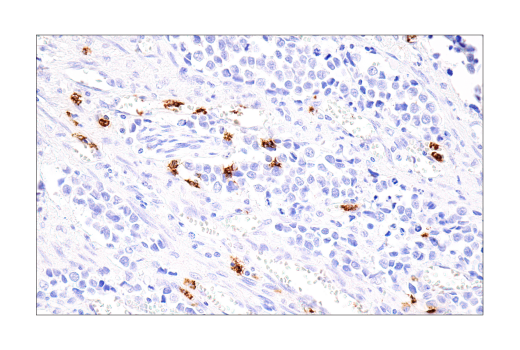  Image 43: NETosis Antibody Sampler Kit
