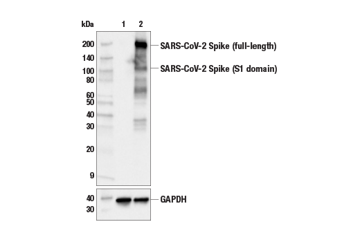  Image 5: SARS-CoV-2 Virus-Host Interaction Antibody Sampler Kit