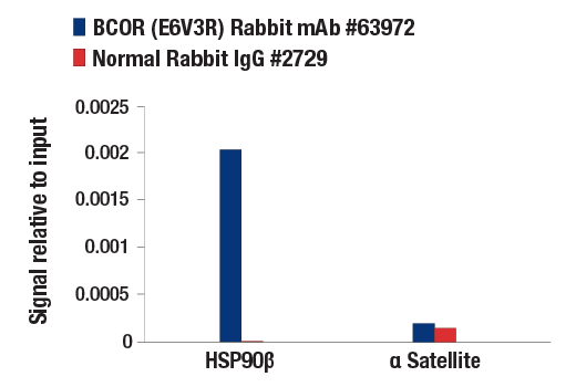 Chromatin Immunoprecipitation Image 1: BCOR (E6V3R) Rabbit mAb
