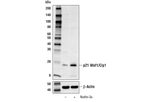 Western Blotting Image 1: p21 Waf1/Cip1 Antibody