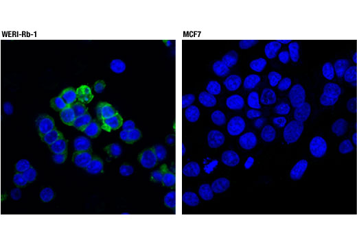 Immunofluorescence Image 1: CD133 (D2V8Q) XP® Rabbit mAb