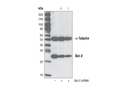  Image 1: SignalSilence® Bcl-2 siRNA I