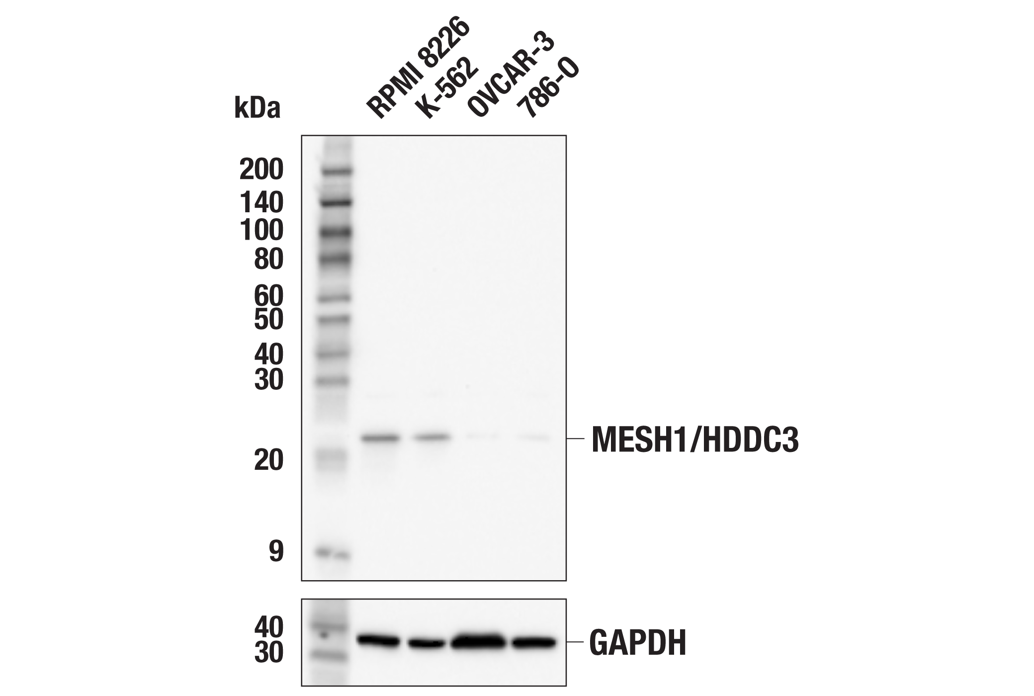 MESH1/HDDC3 (E2U8P) Rabbit MAb | Cell Signaling Technology