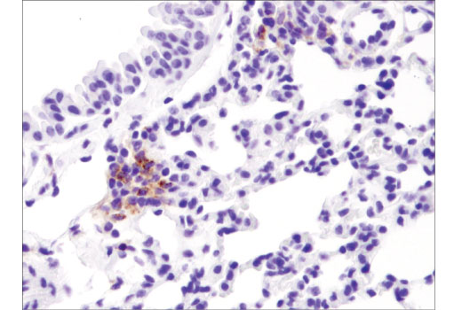 Immunohistochemistry Image 3: PD-L1 (D5V3B) Rabbit mAb (Mouse Specific; IHC Specific)
