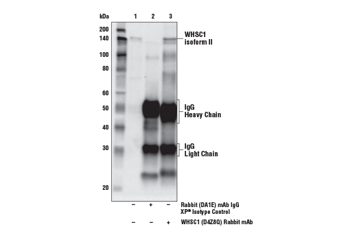  Image 7: NSD Family Antibody Sampler Kit