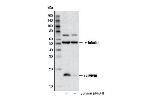  Image 1: SignalSilence® Survivin siRNA II