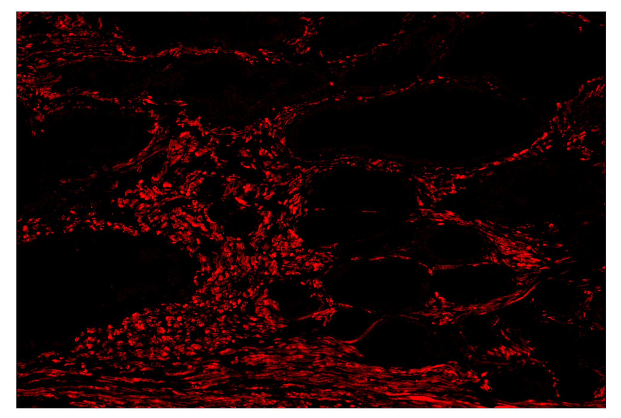 OX40L (D6K7R) & CO-0087-750 SignalStar™ Oligo-Antibody Pair | Cell ...