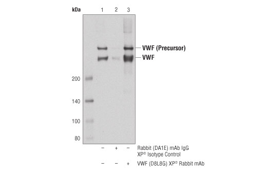 Immunoprecipitation Image 1: VWF (D8L8G) XP® Rabbit mAb