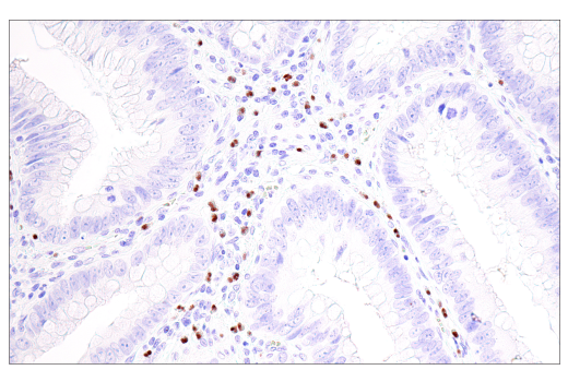  Image 30: Oligodendrocyte Marker Antibody Sampler Kit