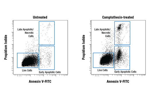  Image 1: Annexin V-FITC Early Apoptosis Detection Kit