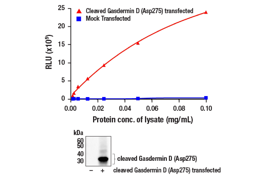  Image 1: PathScan® RP Cleaved Gasdermin D (Asp275) Chemiluminescent Sandwich ELISA Kit