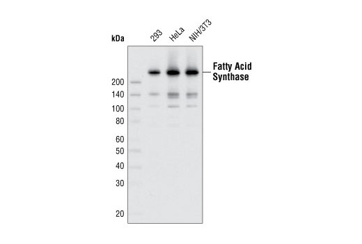 Western Blotting Image 1: Fatty Acid Synthase (C20G5) Rabbit mAb (BSA and Azide Free)