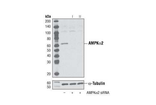 Image 1: SignalSilence® AMPKα2 siRNA I