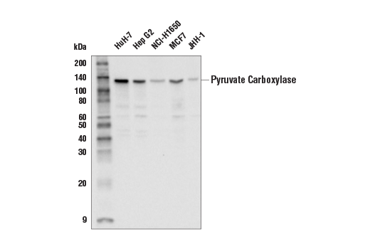 Western Blotting Image 1: Pyruvate Carboxylase Antibody