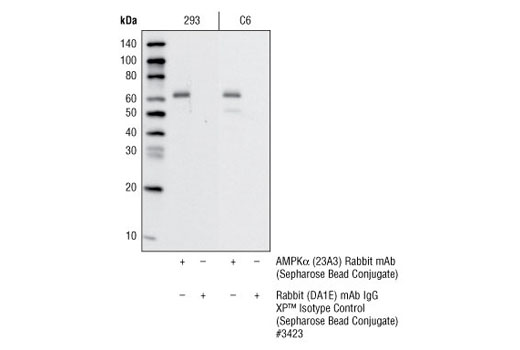 Immunoprecipitation Image 1: AMPKα (23A3) Rabbit mAb (Sepharose® Bead Conjugate)