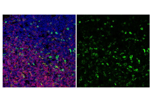 Immunofluorescence Image 1: ICOS (E5F7E) Rabbit mAb (BSA and Azide Free)