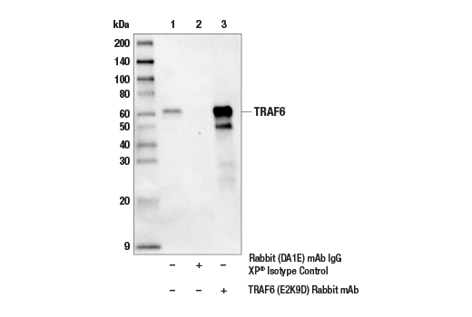  Image 14: MAVS Signalosome Antibody Sampler Kit