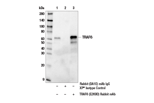  Image 15: MAVS Signalosome Antibody Sampler Kit