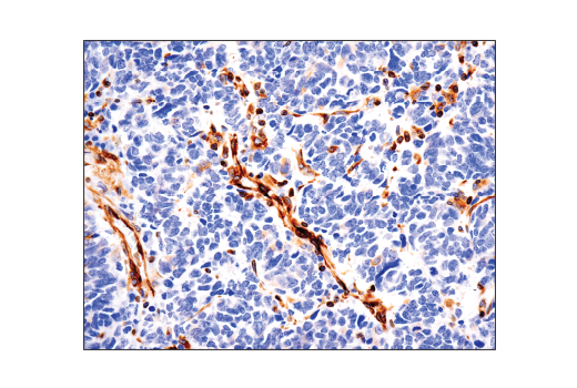 Immunohistochemistry Image 2: STING (D2P2F) Rabbit mAb (BSA and Azide Free)