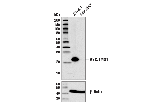  Image 7: Mouse Microglia Marker IF Antibody Sampler Kit