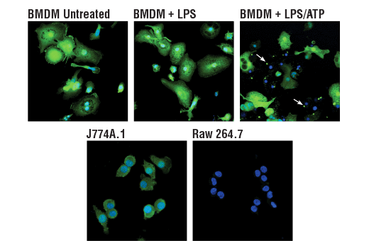  Image 48: Microglia Interferon-Related Module Antibody Sampler Kit