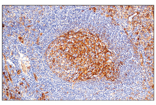 Immunohistochemistry Image 8: CD54/ICAM-1 (E3Q9N) XP® Rabbit mAb