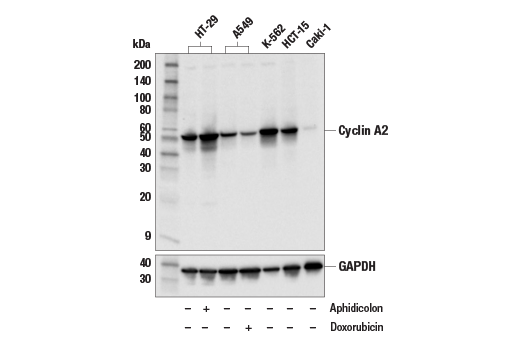 Western Blotting Image 2: Cyclin A2 (E6D1J) XP® Rabbit mAb (BSA and Azide Free)