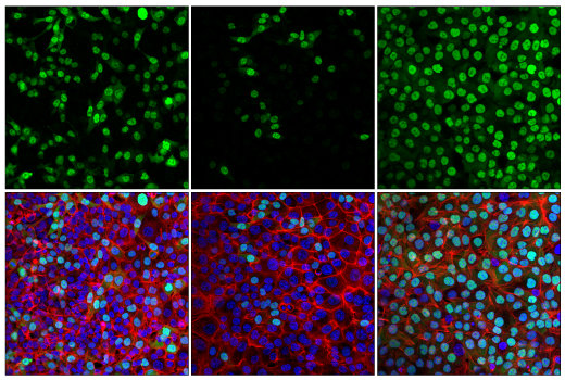 Immunofluorescence Image 1: Cyclin A2 (E6D1J) XP® Rabbit mAb (BSA and Azide Free)