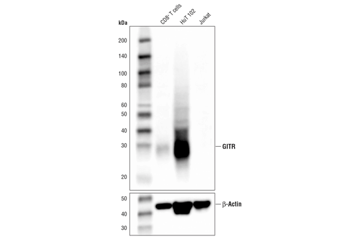  Image 11: Human T Cell Co-inhibitory and Co-stimulatory Receptor IHC Antibody Sampler Kit