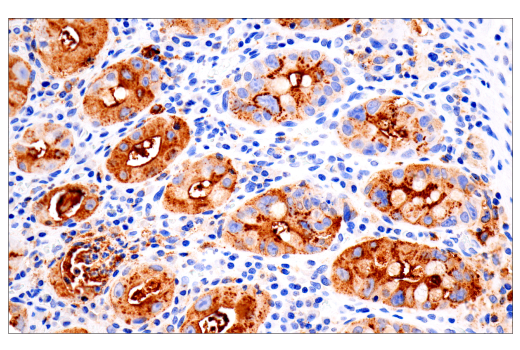 Immunohistochemistry Image 1: CA 19-9 (C241:5:1:4) Mouse mAb