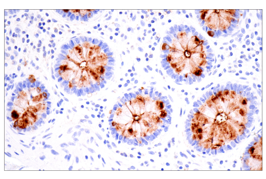 Immunohistochemistry Image 7: CA 19-9 (C241:5:1:4) Mouse mAb