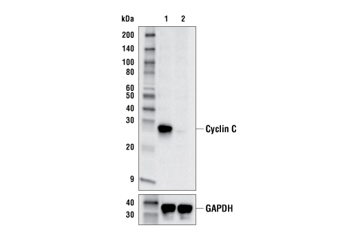 Western Blotting Image 2: Cyclin C (E6V4Z) Rabbit mAb
